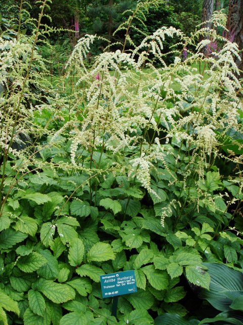 Astilbe thunbergii 'Professor Van Der Wielen'